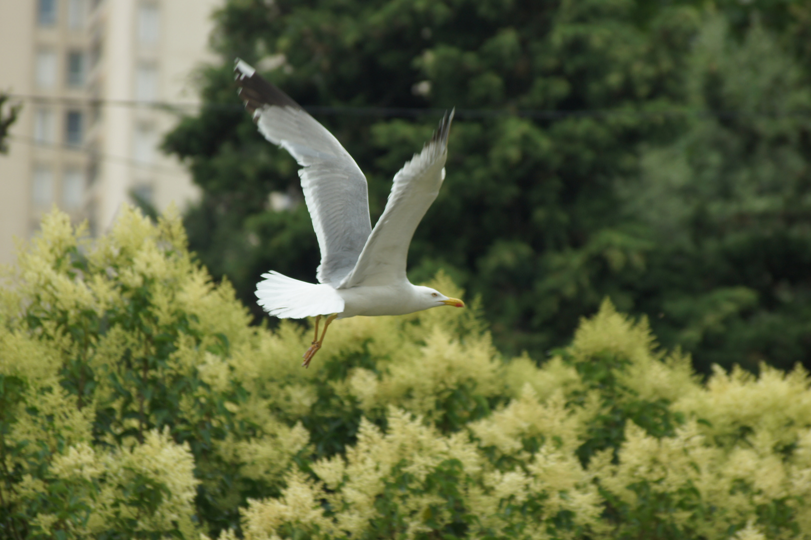 Mouette