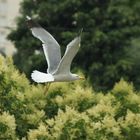 Mouette