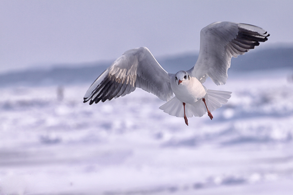 mouette