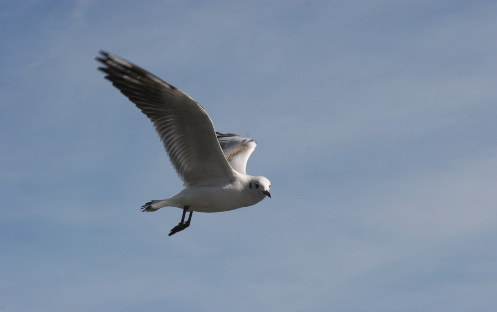 mouette de barcelonne