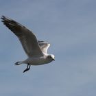 mouette de barcelonne