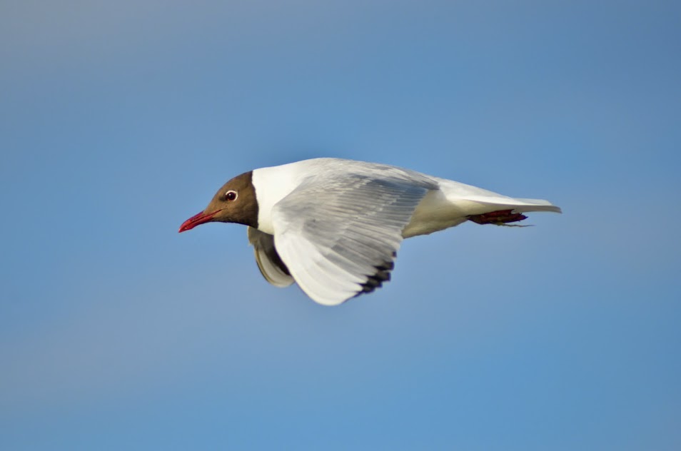 Mouette de la baie de somme