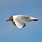 Mouette de la baie de somme