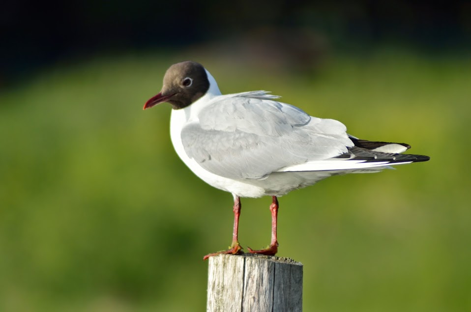 Mouette de la baie de somme 2