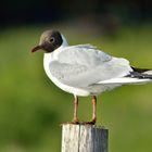 Mouette de la baie de somme 2