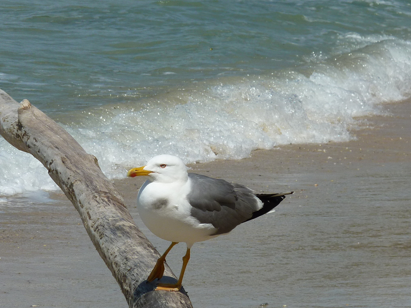 Mouette de l'île de Porquerolles