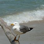 Mouette de l'île de Porquerolles