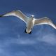 Mouette de Naples