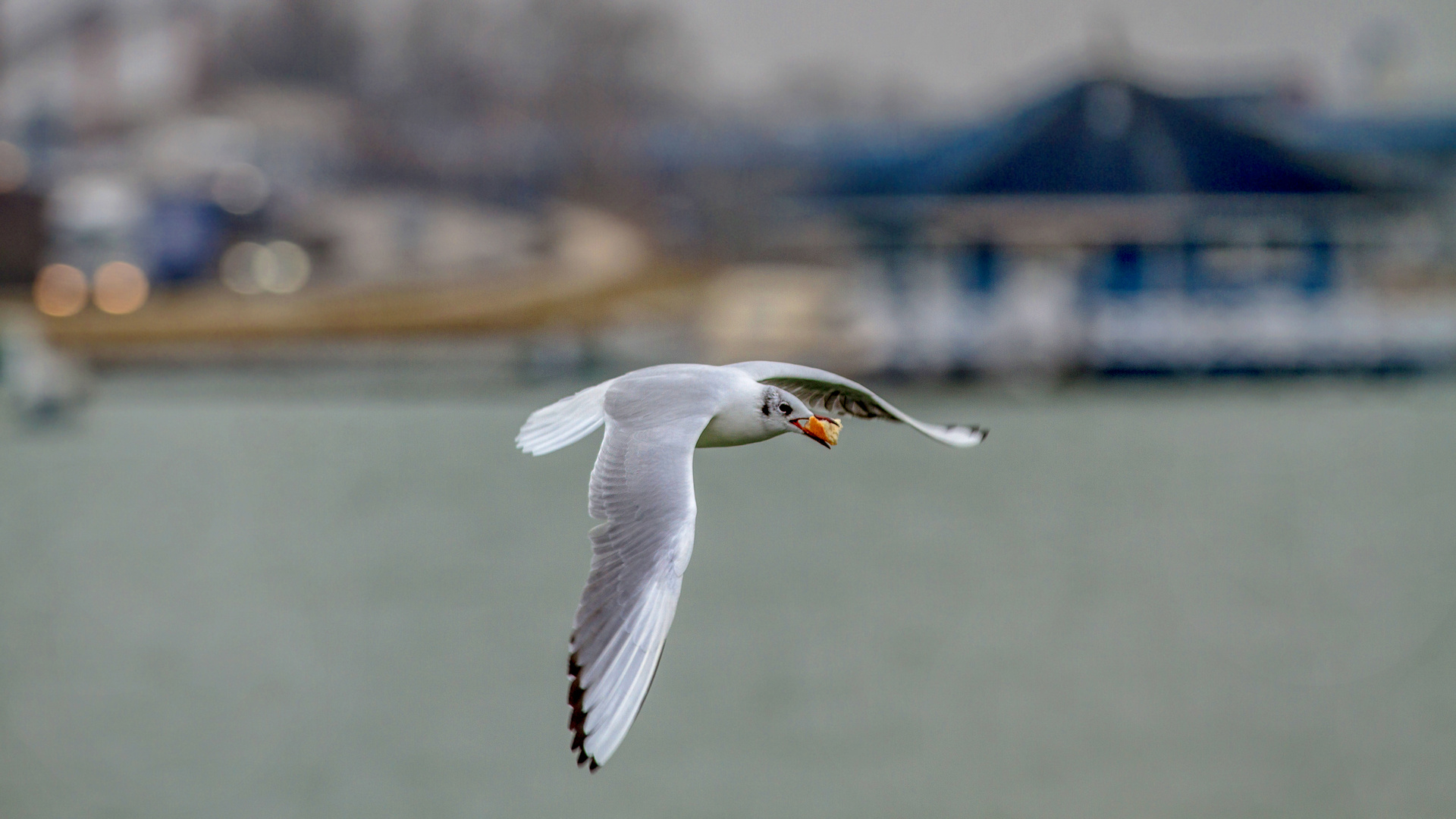 Mouette de pain