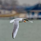 Mouette de pain