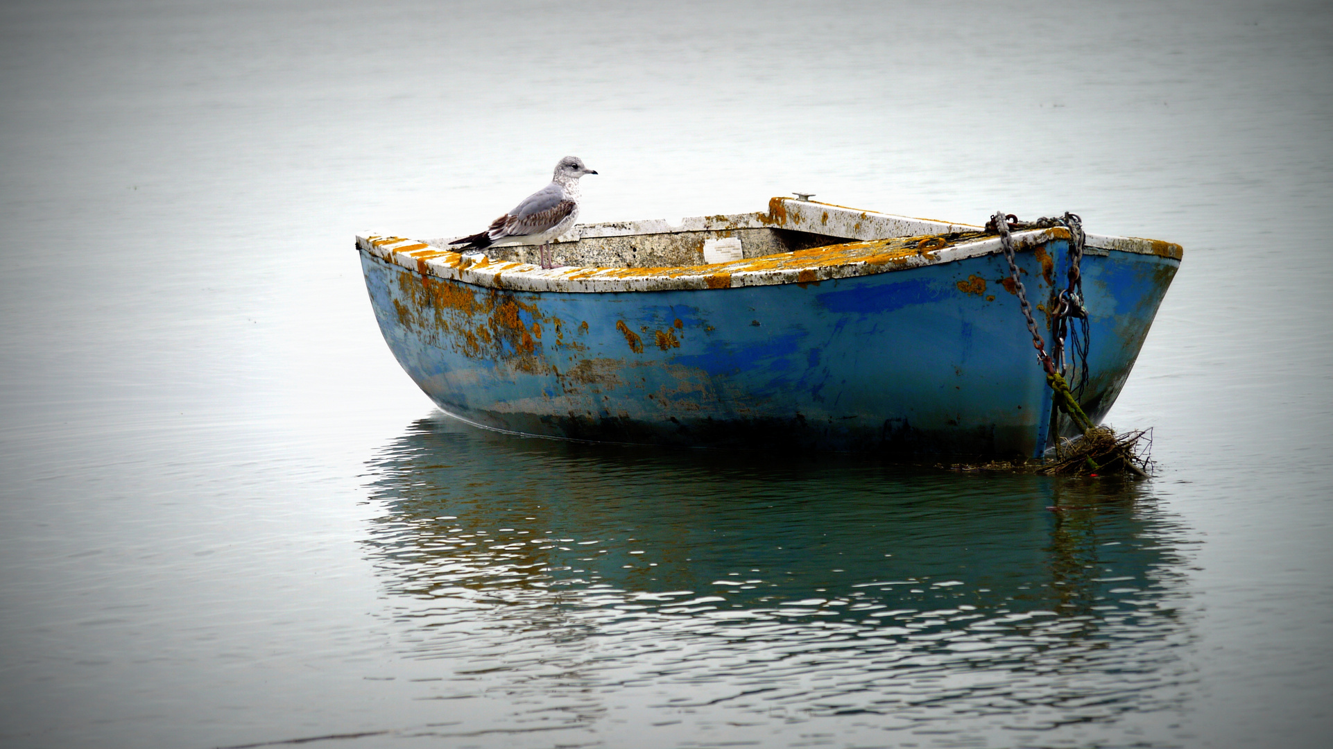 Mouette de Saint Valery