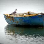 Mouette de Saint Valery