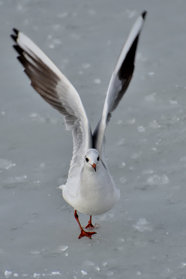 Mouette