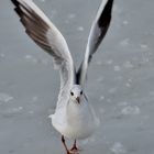 Mouette