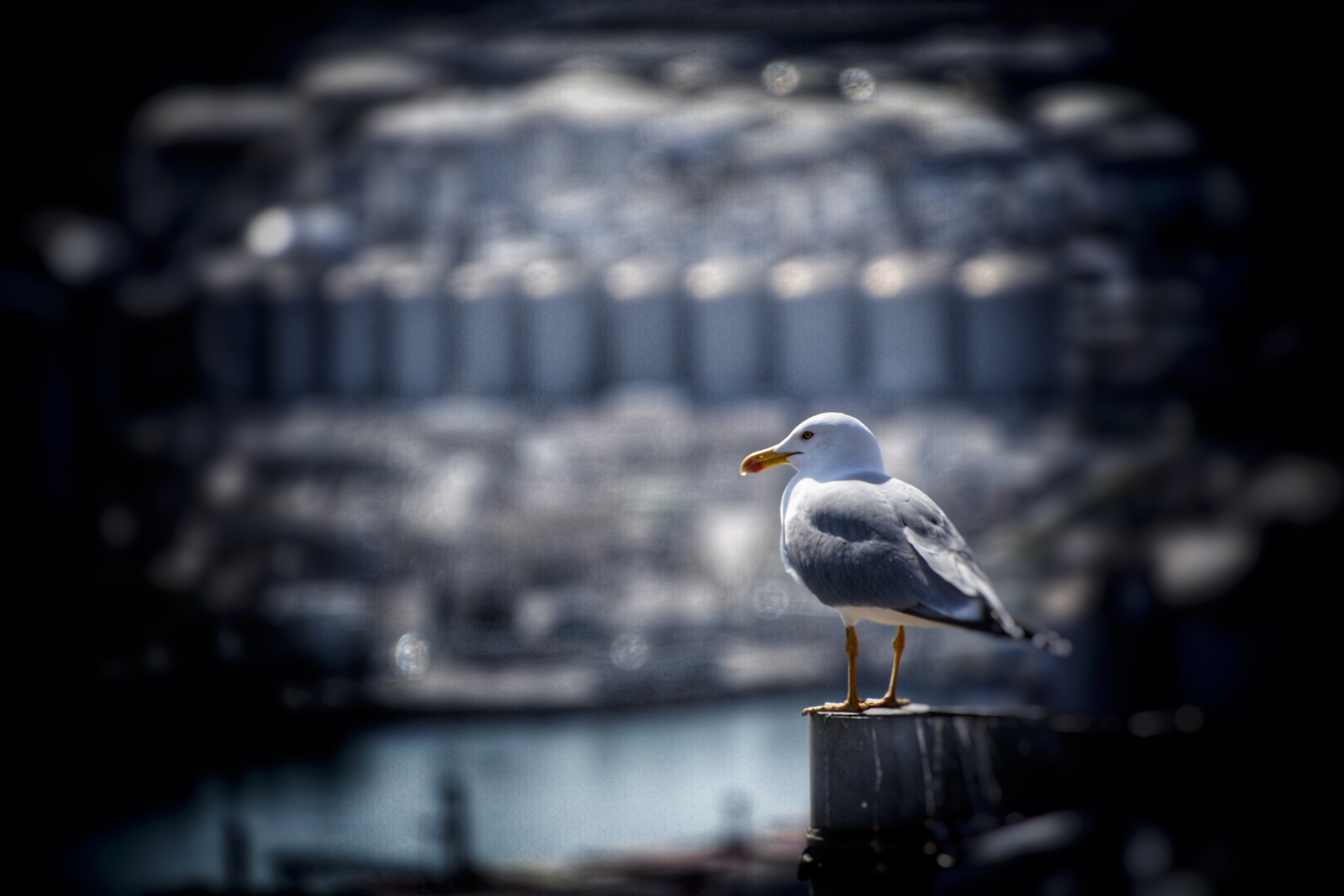 Mouette devant le port deBarcelone