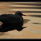 Mouette d'or