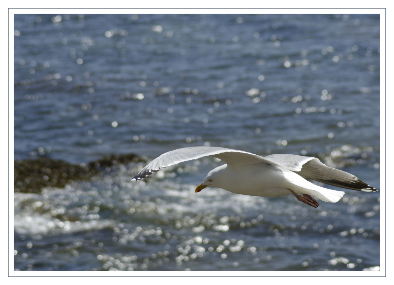 mouette du morbihan