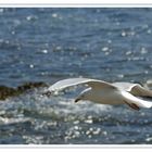 mouette du morbihan