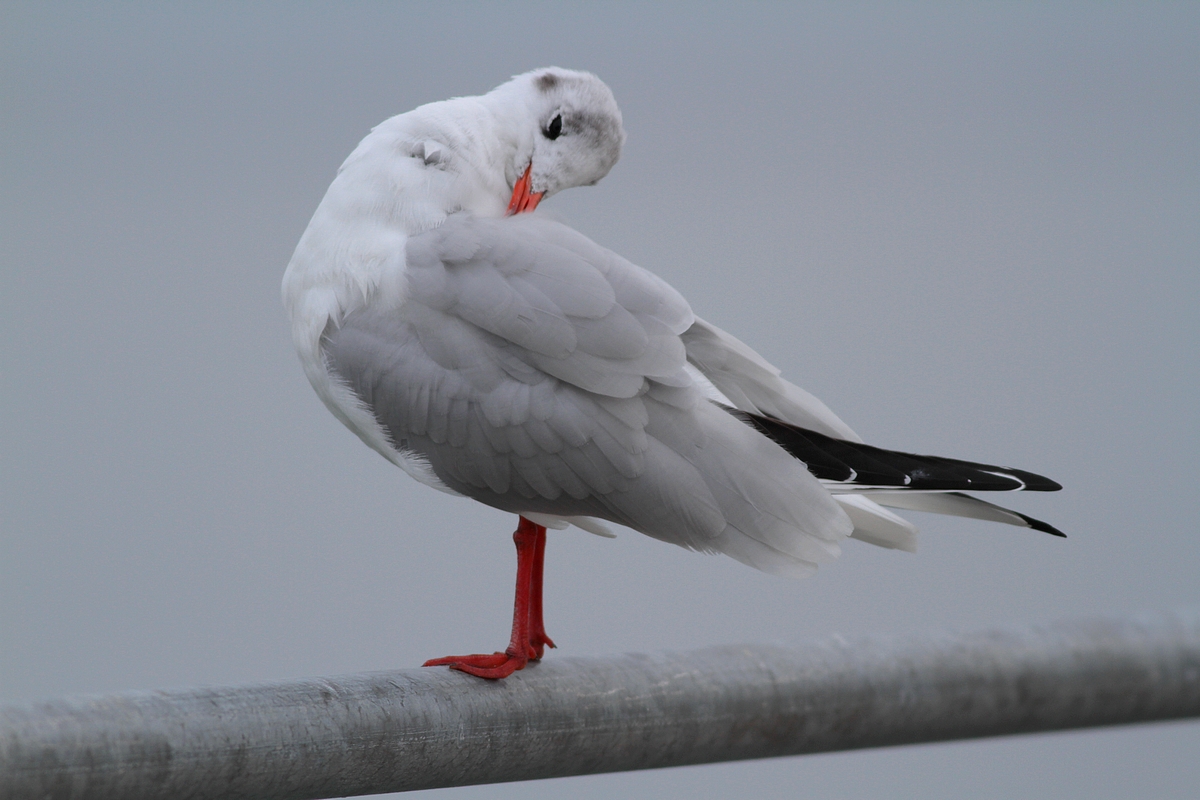 Mouette