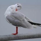 Mouette