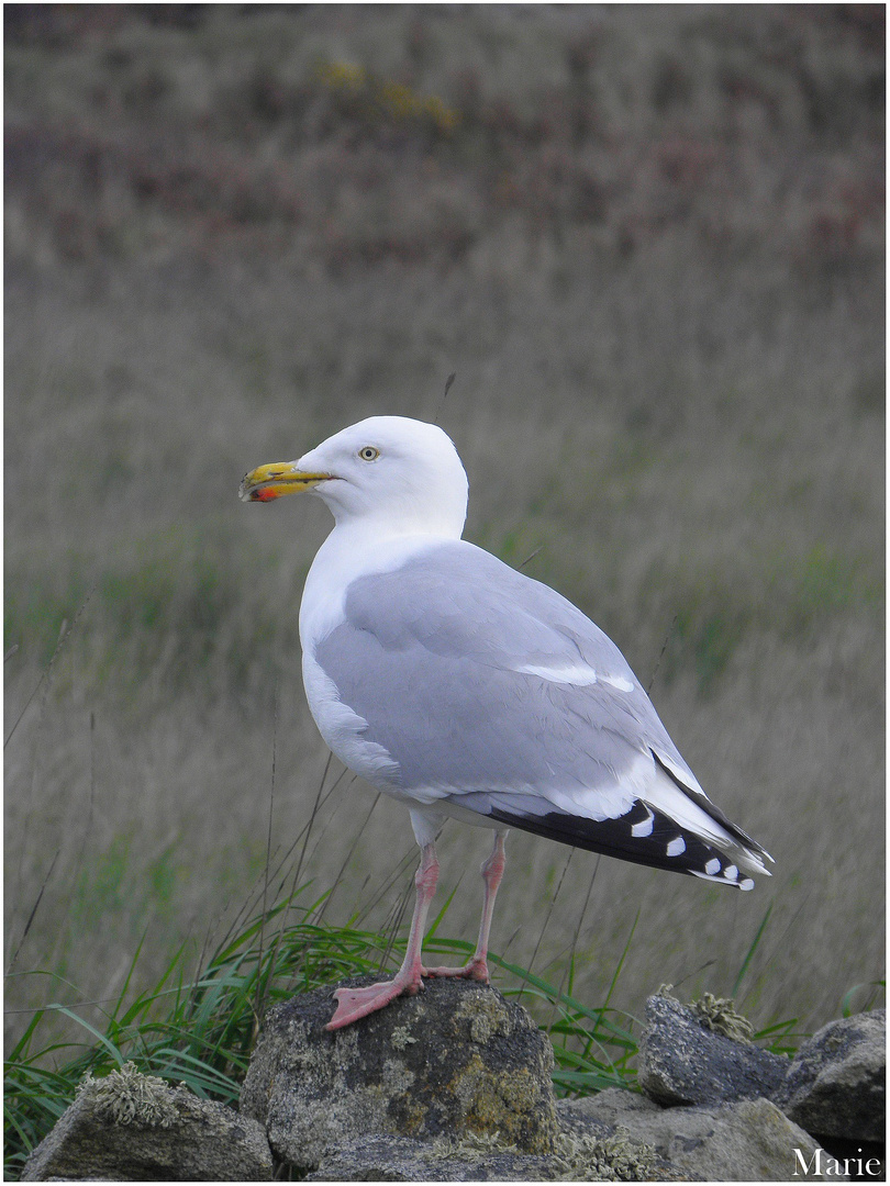 Mouette