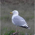 Mouette