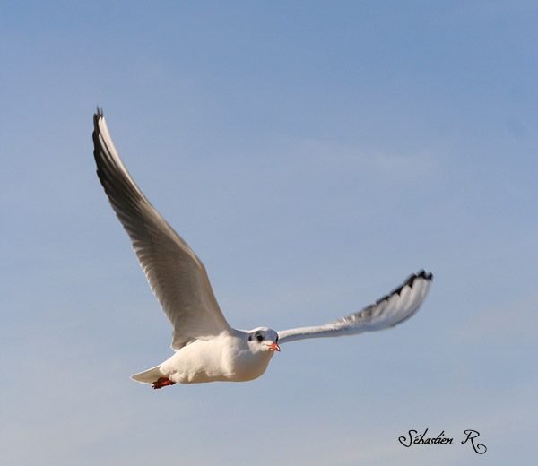 mouette