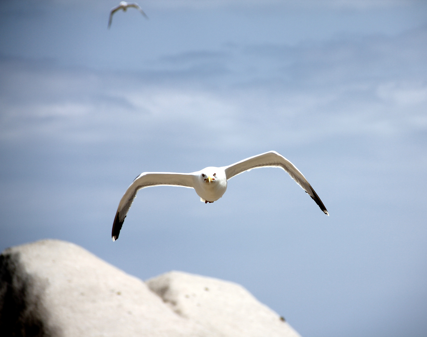 Mouette