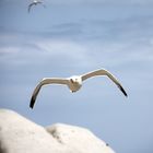 Mouette