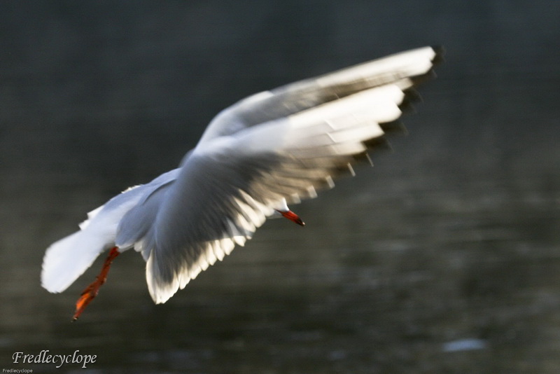 Mouette en approche