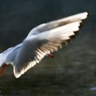 Mouette en approche