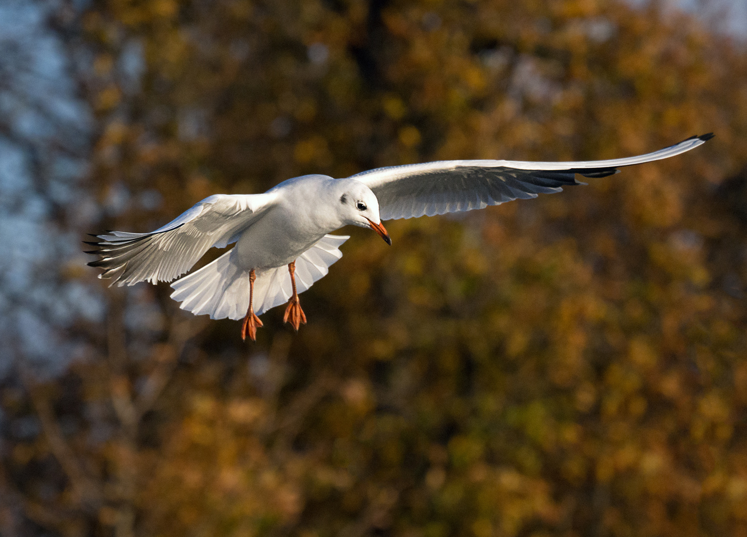  mouette en automne 