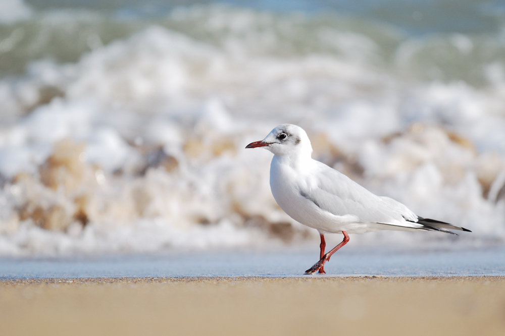 mouette en ballade