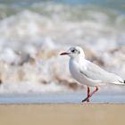 mouette en ballade