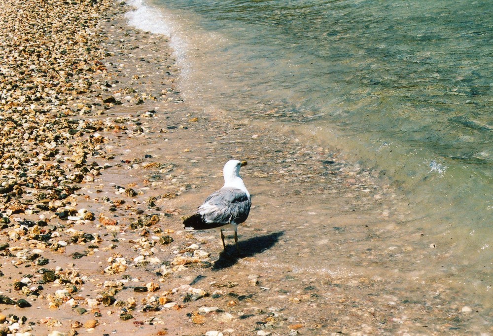 mouette en vacances