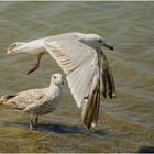 mouette en vol