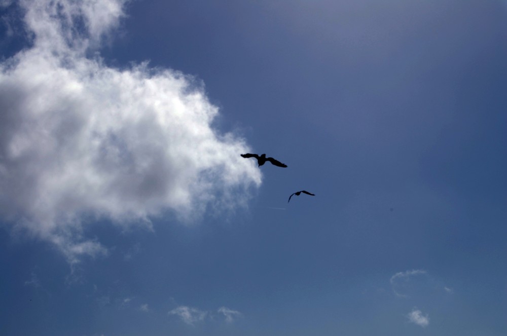 " mouette en vol "