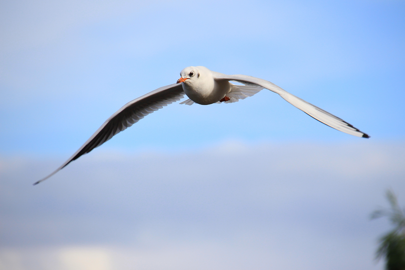 Mouette en vol