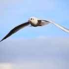 Mouette en vol