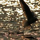 Mouette en vol