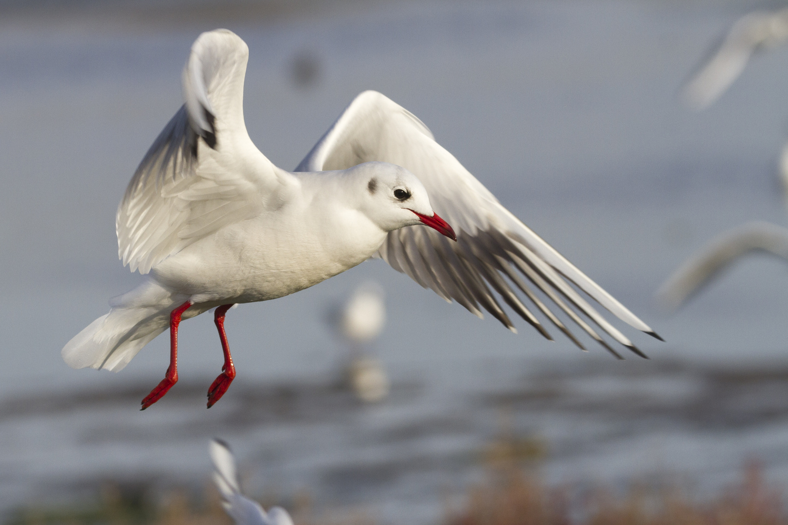 mouette en vol