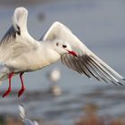 mouette en vol