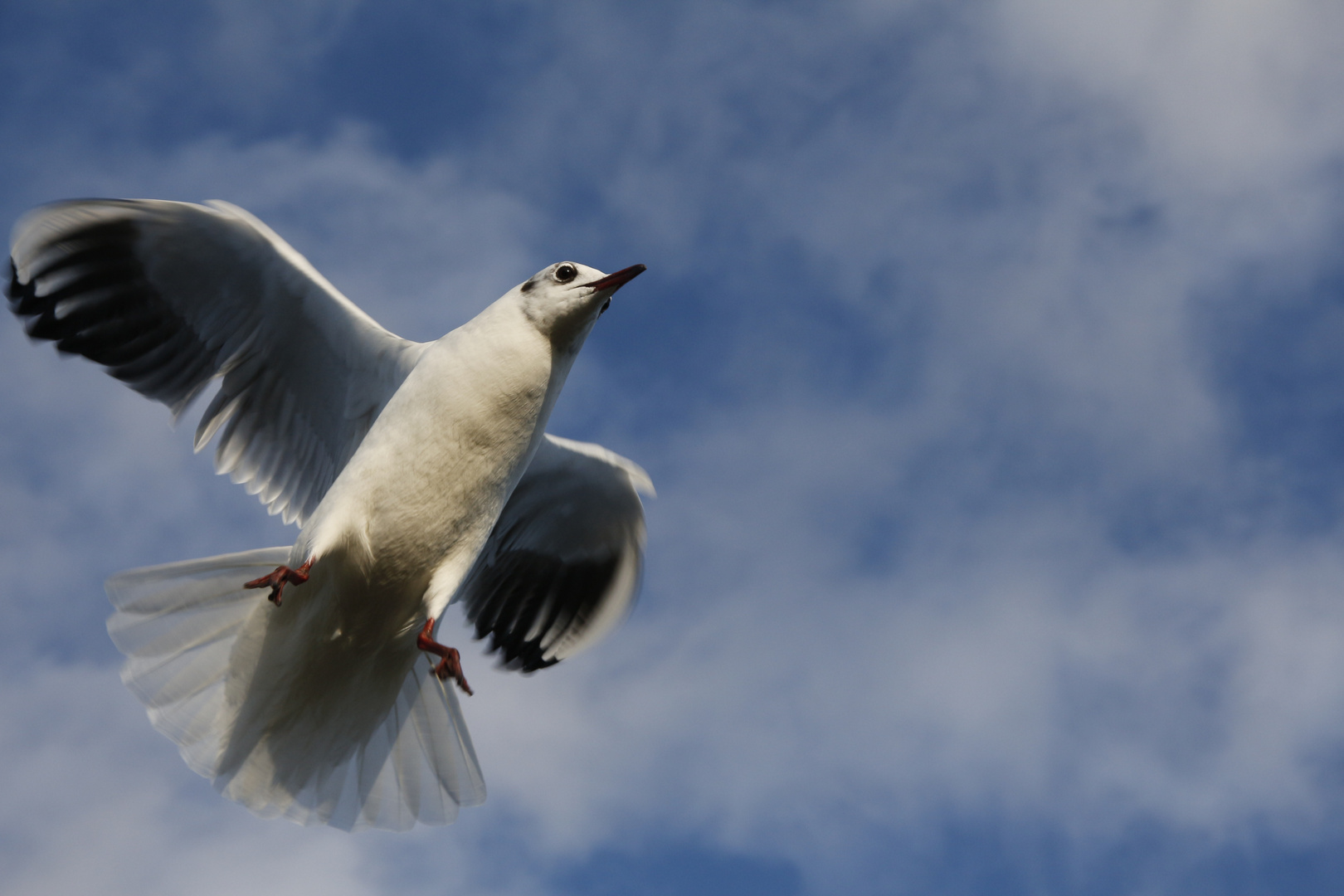 MOUETTE EN VOL