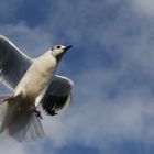 MOUETTE EN VOL