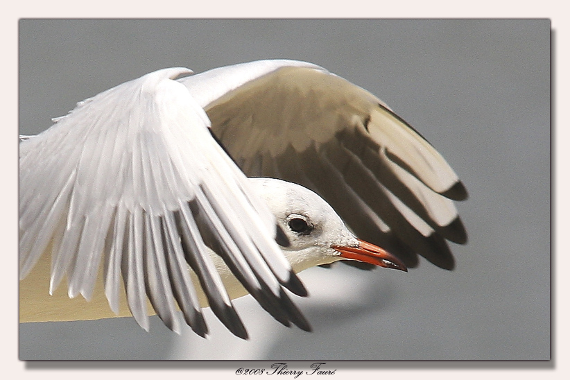 Mouette en vol