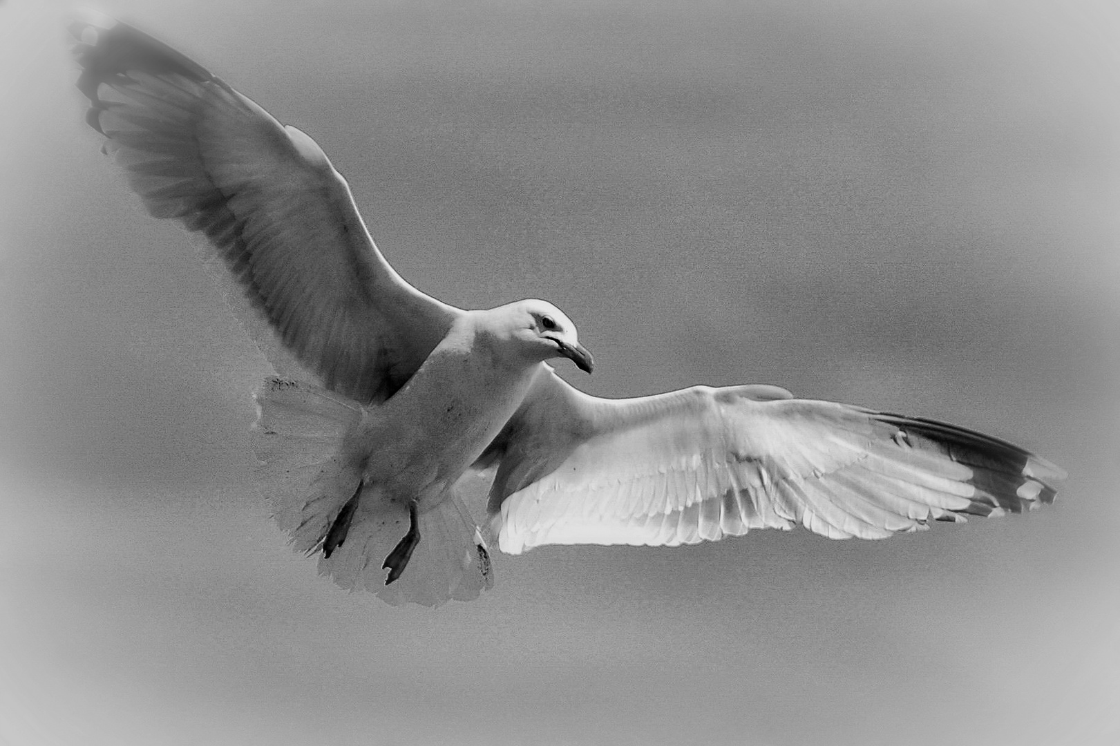 MOUETTE EN VOL