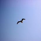 mouette Essaouira