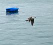 mouette et barque de Sozo 