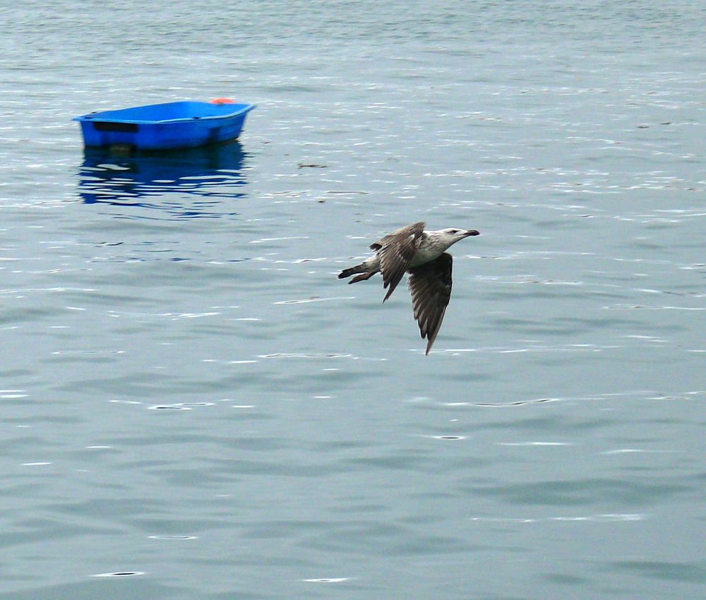 mouette et barque by Sozo 