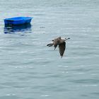 mouette et barque